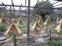 筥崎宮神苑花庭園の冬ぼたん