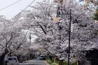 松崎桜馬場の桜