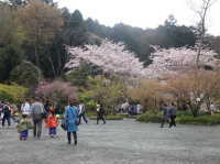 鎮国寺の桜