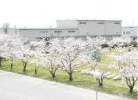 小郡駐屯地の桜