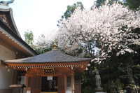 呑山観音寺の桜