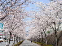 小郡高校前の桜