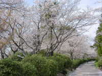 城山公園の桜