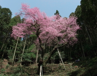 虎尾桜