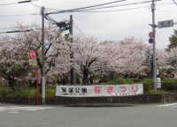 荒木町鷲塚公園桜まつり