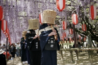 定禅寺の藤