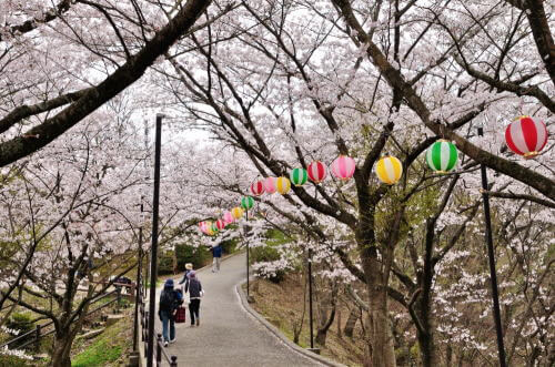 大将陣公園の桜