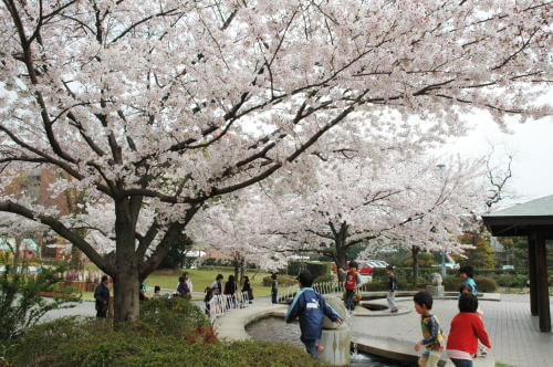 石橋文化センターの桜