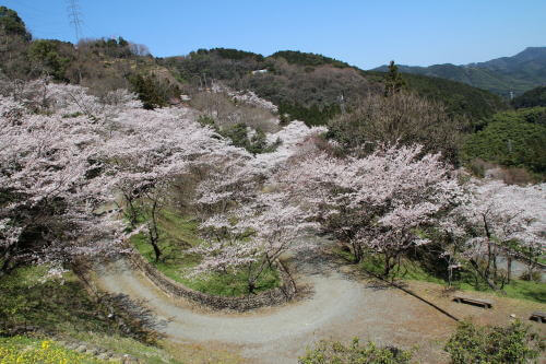 八木山花木園の桜