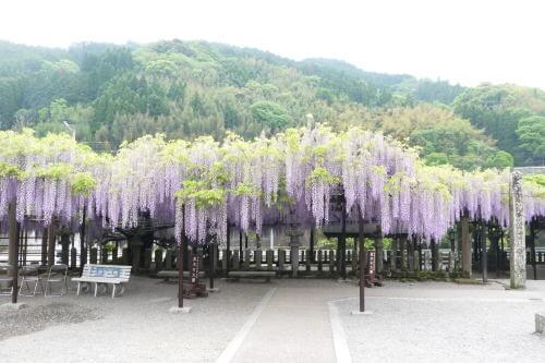 21年中止 八女黒木大藤まつり 福岡のイベント 祭り ふくおかサポートねっと