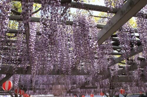 大中臣神社のフジ