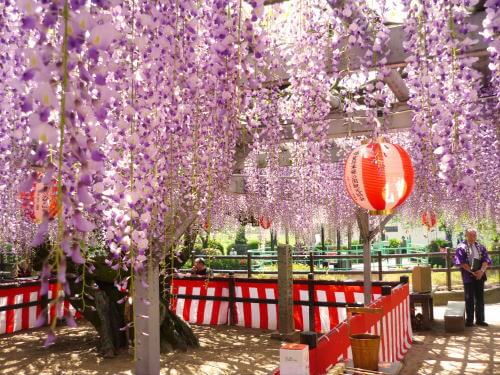 大中臣神社のフジ