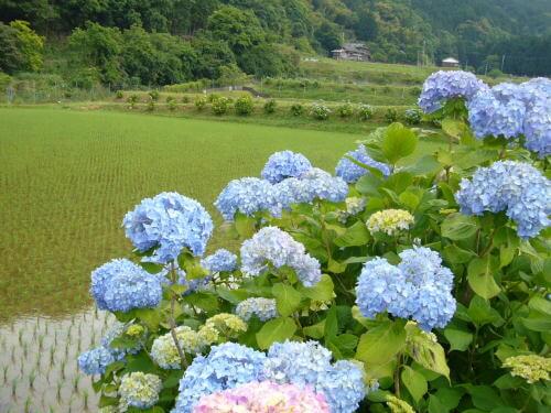 枝川内地区のあじさい