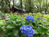 呑山観音寺のあじさい