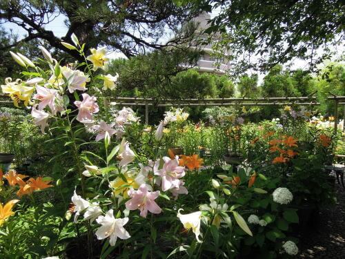 筥崎宮神苑花庭園のユリ