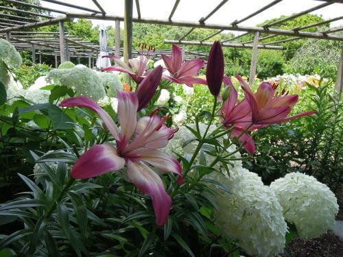 筥崎宮神苑花庭園のユリ