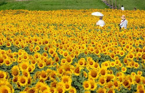 柳川ひまわり園