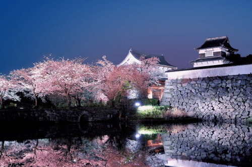 福岡城の夜桜
