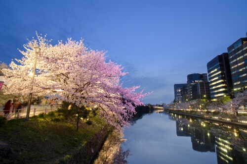 福岡城の桜ライトアップ