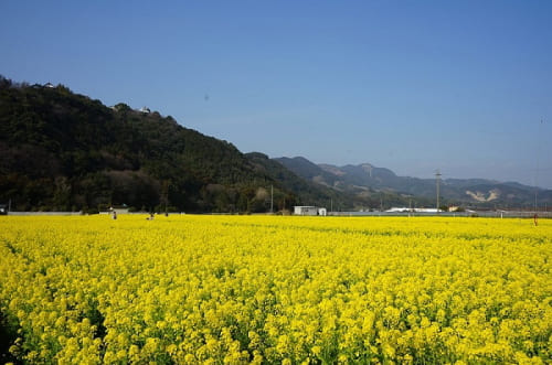 バサロ前の菜の花