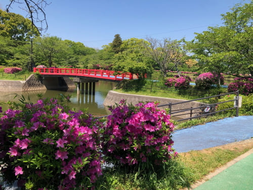 甘木公園のツツジ