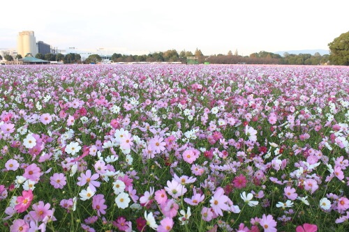 キリンビールコスモス園