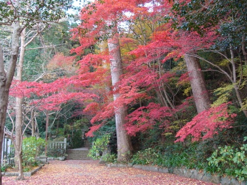 鎮国寺の紅葉