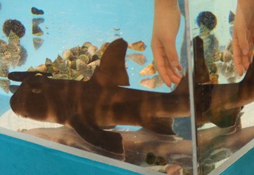 サメ