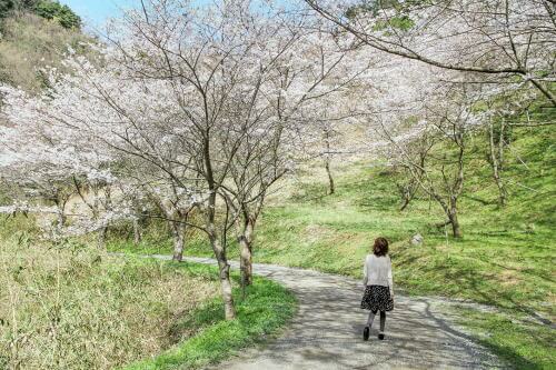 味見峠桜公園の桜