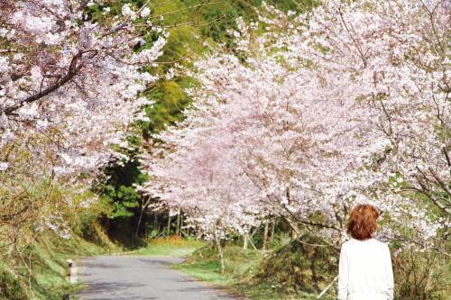 長光円陣の滝公園の桜