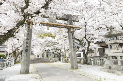 香春神社の桜
