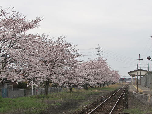 JR香春駅の桜