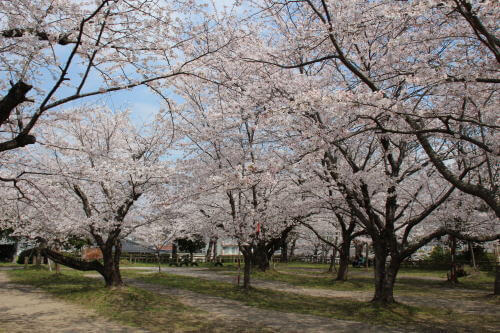 丸山公園の桜