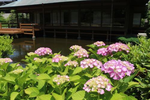 芦屋釜の里 紫陽花