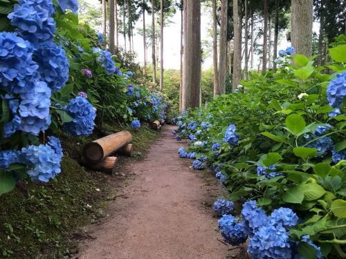 呑山観音寺のあじさい