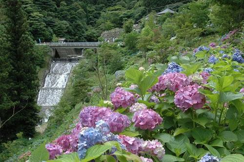 白糸の滝とあじさい