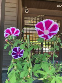 芦屋釜の里の朝顔