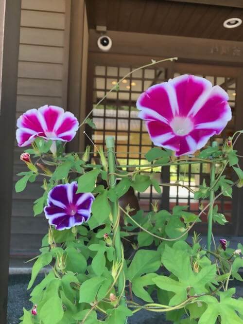 芦屋釜の里 朝顔呈茶