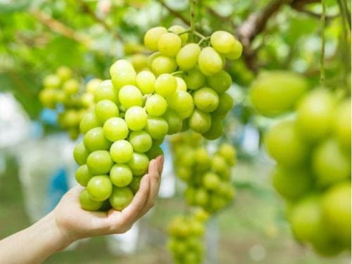 シャインマスカット