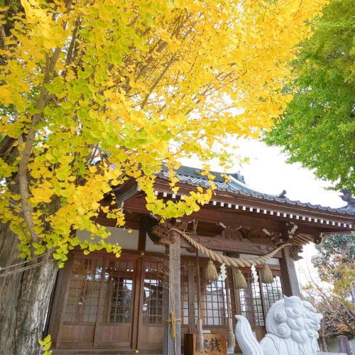 津古八龍神社のイチョウ