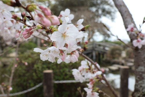 御勢大霊石神社の桜