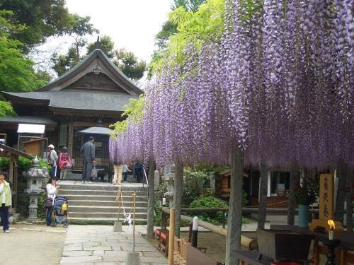 筑紫野市祭「二日市温泉藤まつり」