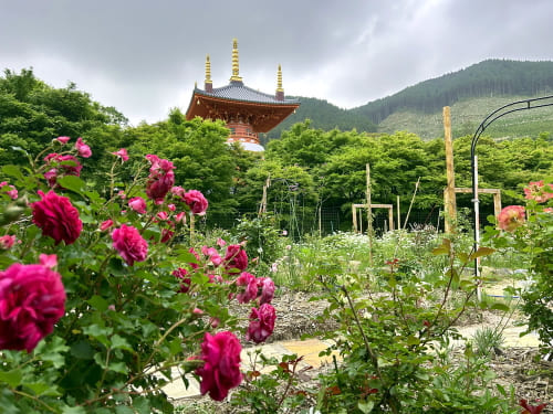 呑山観音寺のバラ