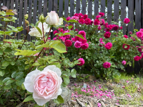 呑山観音寺の薔薇