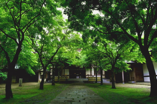 呑山観音寺 新緑の青もみじ