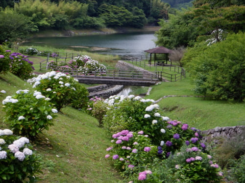 呉ダム渓流公園のあじさい
