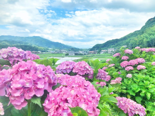 紫陽花スイーツオルレ
