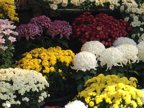 菊の花
