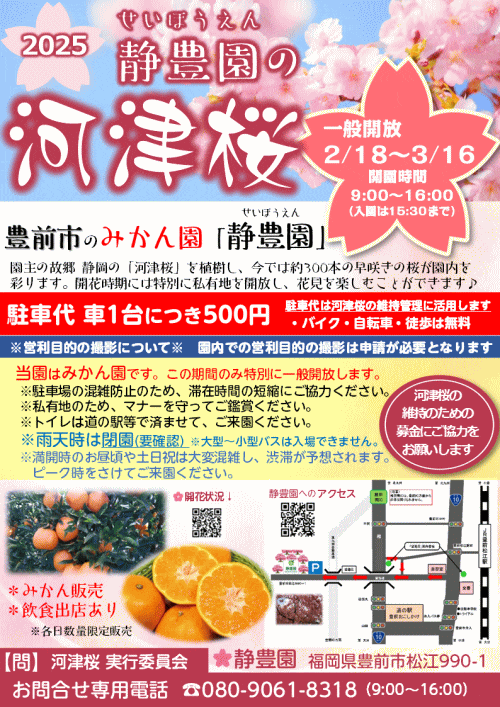2025静豊園「河津桜」