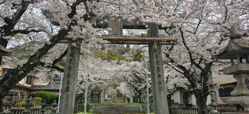 香春神社の桜